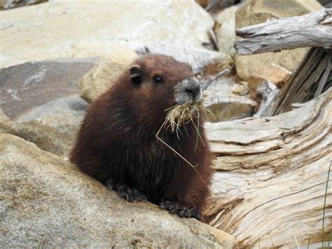 Vancouver Island Marmot - Province of British Columbia