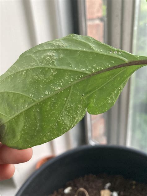 Banana pepper plant needs help! - Need advice on what’s wrong and any