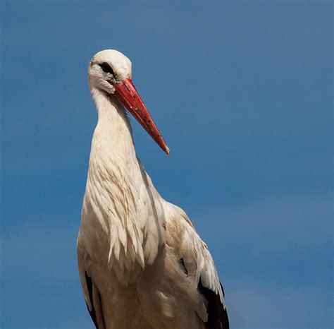 Cigogne Oiseau Faune Photo Gratuite Sur Pixabay Pixabay