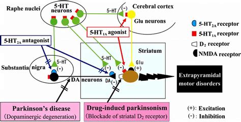 A Schematic Drawing Of The Antiparkinsonian Action Mechanism Of Ht A