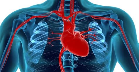 Qual Lado O Coração Fica - Coração Humano: Anatomia, Função & Fatos | Ciência Online - Saúde ...