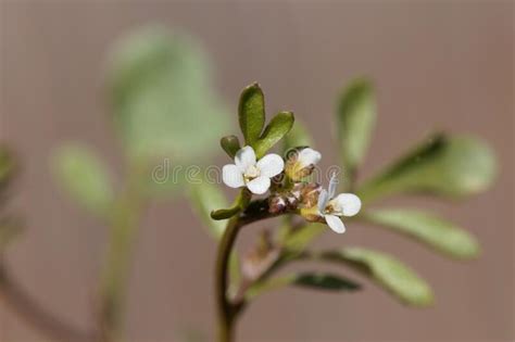 Flower Of A Hairy Bittercress Cardamine Hirsuta Stock Photo Image Of