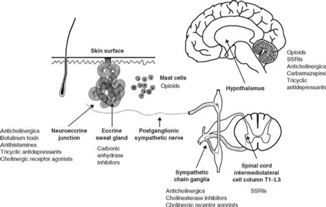 sweating mechanism