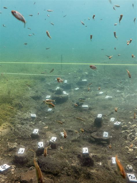 Prehistoric Settlements Lake Ohrid Lin 3 Albania Swiss Albanian Society