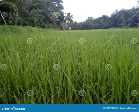 Fertile Paddy Cultivation Godakawela Sri Lanka Stock Image Image Of