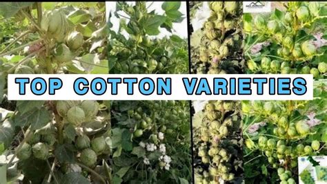 Top Cotton Varieties Cotton Varieties YouTube