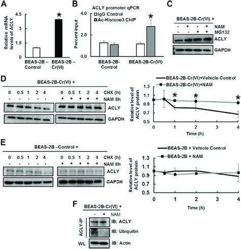 The Upregulation Of Protein Acetylation Leads To The Increased