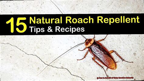 How to Get Rid of Water Roaches Naturally? - All About Roaches