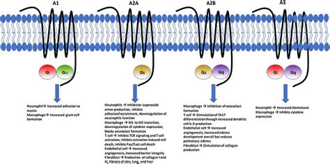 Adenosine Receptor