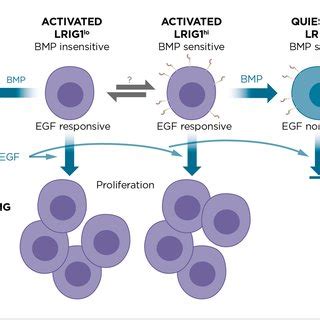 Lrig Marks And Regulates Quiescent Stem Cells Via Its Bmp Sensitizing