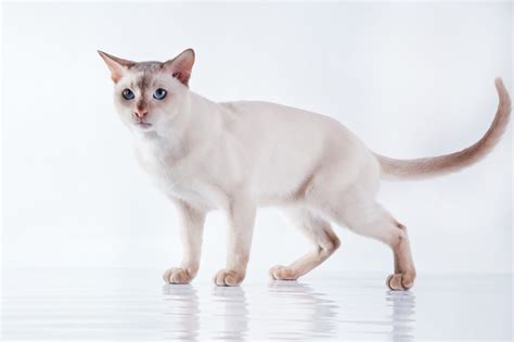 Tonkinese Cat Breed Info Pictures Temperament And More Catster