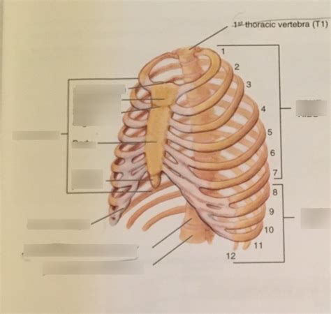 Anatomy - Thoracic Cage Diagram Diagram | Quizlet