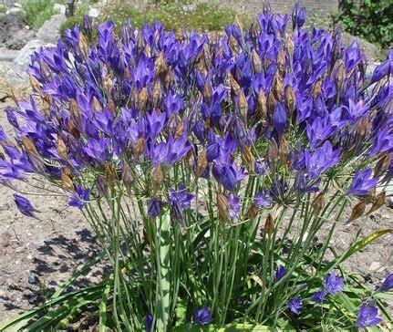 Triteleia Corrina - Anglia Bulb Company