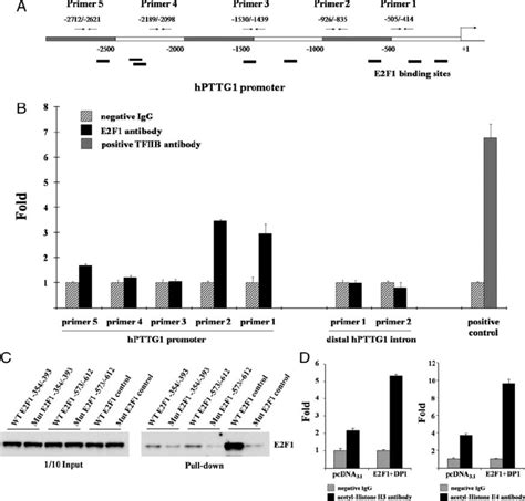 E2F1 binds the hPTTG1 promoter, and E2F1 overexpression promotes ... 