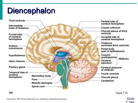 Diencephalon