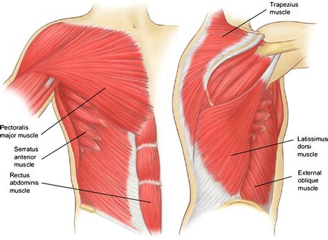 Figure 3 from Relevant surgical anatomy of the chest wall. | Semantic ...