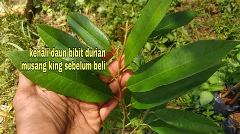 Ciri Ciri Bentuk Daun Durian Musang King Cara Mengenali Jenis Durian