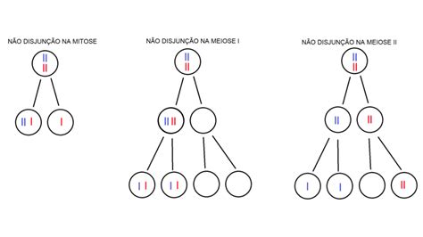 N O Disjun O Cromoss Mica Na Meiose Blog Do Portal Educa O