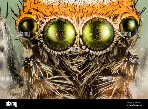 Eyes of a jumping spider. Close-up macrophotograph of four of the ...