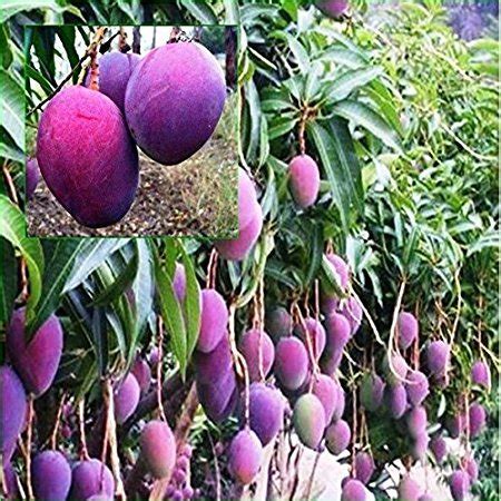 M Tech Gardens Rare Dwarf Thailand Mango Healthy Live Plant Cm