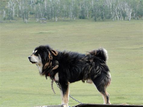 Mongolian Banhar Dog