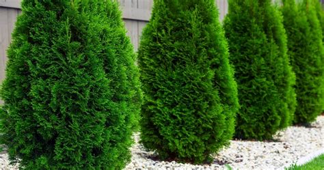 Best Shrubs For Windbreak I Arbor Hills Trees Omaha Elkhorn