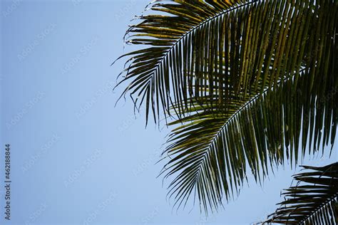 Coconut tree leaves Stock Photo | Adobe Stock