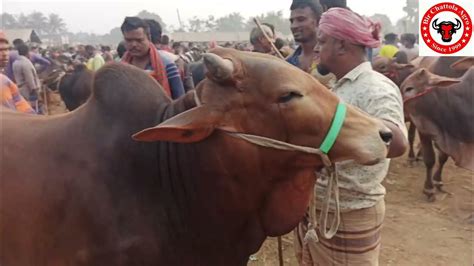 গরুর দাম এক লাপে কিভাবে বেড়ে গেলো দেখুন চুয়াডাঙ্গা জেলার আলমডাঙ্গা