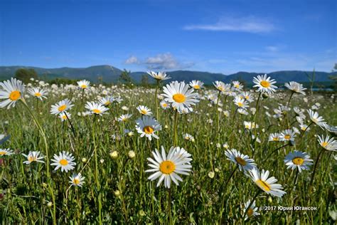 Ромашковые поля Крыма « FotoRelax | Nature, Natural landmarks, Wild flowers