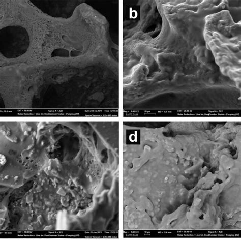 Sem Images Of Diatom Free Bts A And Bts C Scaffolds And