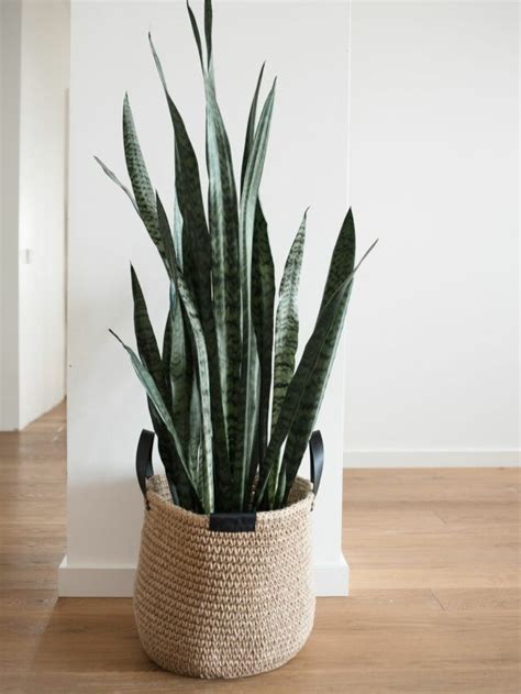 Tall indoor plants | Building and Interiors