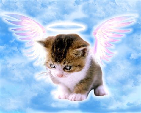 Cute Angel ~ PewPaw