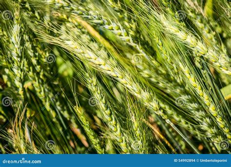 Summer Wheat Triticum Aestivum Stock Photo Image Of Triticum