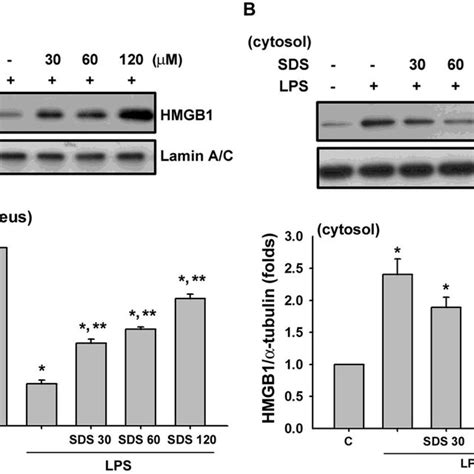 Effect Of Salidroside On The Lps Induced Hmgb1 Nucleocytoplasmic