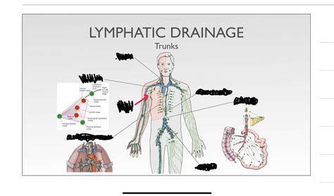 Lymphatics Lecture Diagram Quizlet