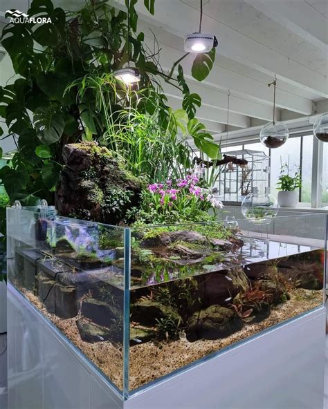 An Aquarium Filled With Lots Of Plants And Rocks