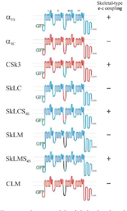 Figure 1 From Differential Contribution Of Skeletal And Cardiac II III