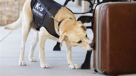 Border Patrol Dog Finds Mummified Monkeys