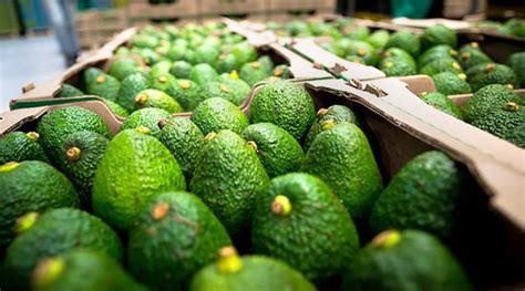 ProHass exportaciones peruanas de palta Hass alcanzarían las 624 mil