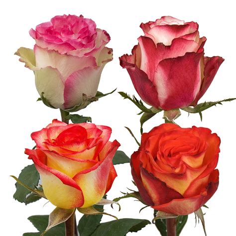 Assorted Bicolor Roses 50 Cm Fresh Cut 50 Stems