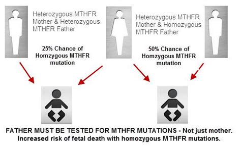 Mthfr Status Of Both Mother And Father Affect Your Baby Mthfr Net