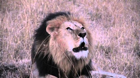 Lion Roaring Sound Effect Hd Leon Rugiendo En Masai Mara Kenia Youtube