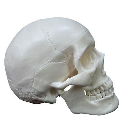 Life Size Human Skull Model Replica Realistic Human Skull Removable