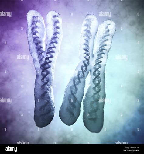 Dna Forschung Genom Chromosomen Fotos Und Bildmaterial In Hoher