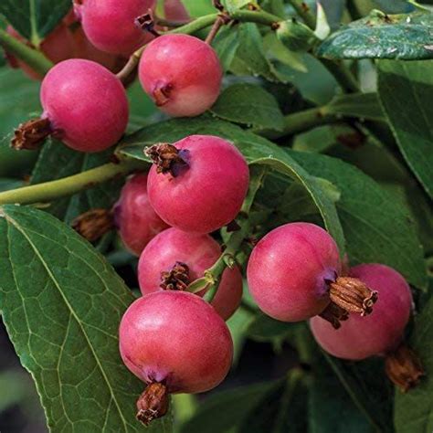 Blueberry Pink Lemonade Plant Late Summer Variety With Sweet Pink Fruit