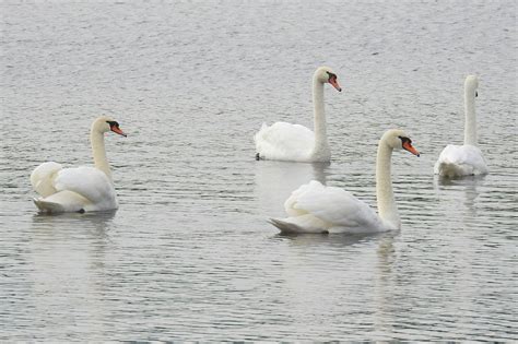 Swans Mute Water - Free photo on Pixabay - Pixabay