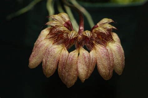 Bulbophyllum Sikkimense Orqu Deas Suculentas Plantas