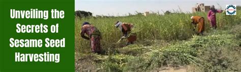 From Field to Flavor: Unveiling the Secrets of Sesame Seed Harvesting - Gombella