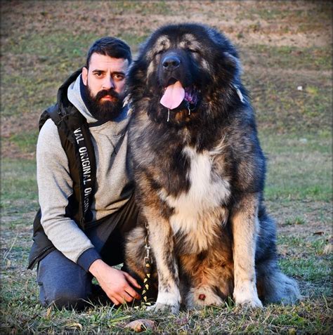 Nanook Balkan Master Balkan Master Kennel