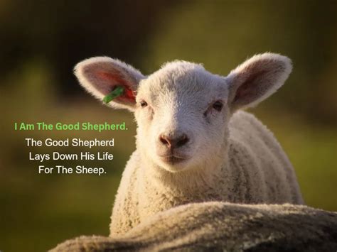 I Am The Good Shepherd, Jesus Said - The Believers Today